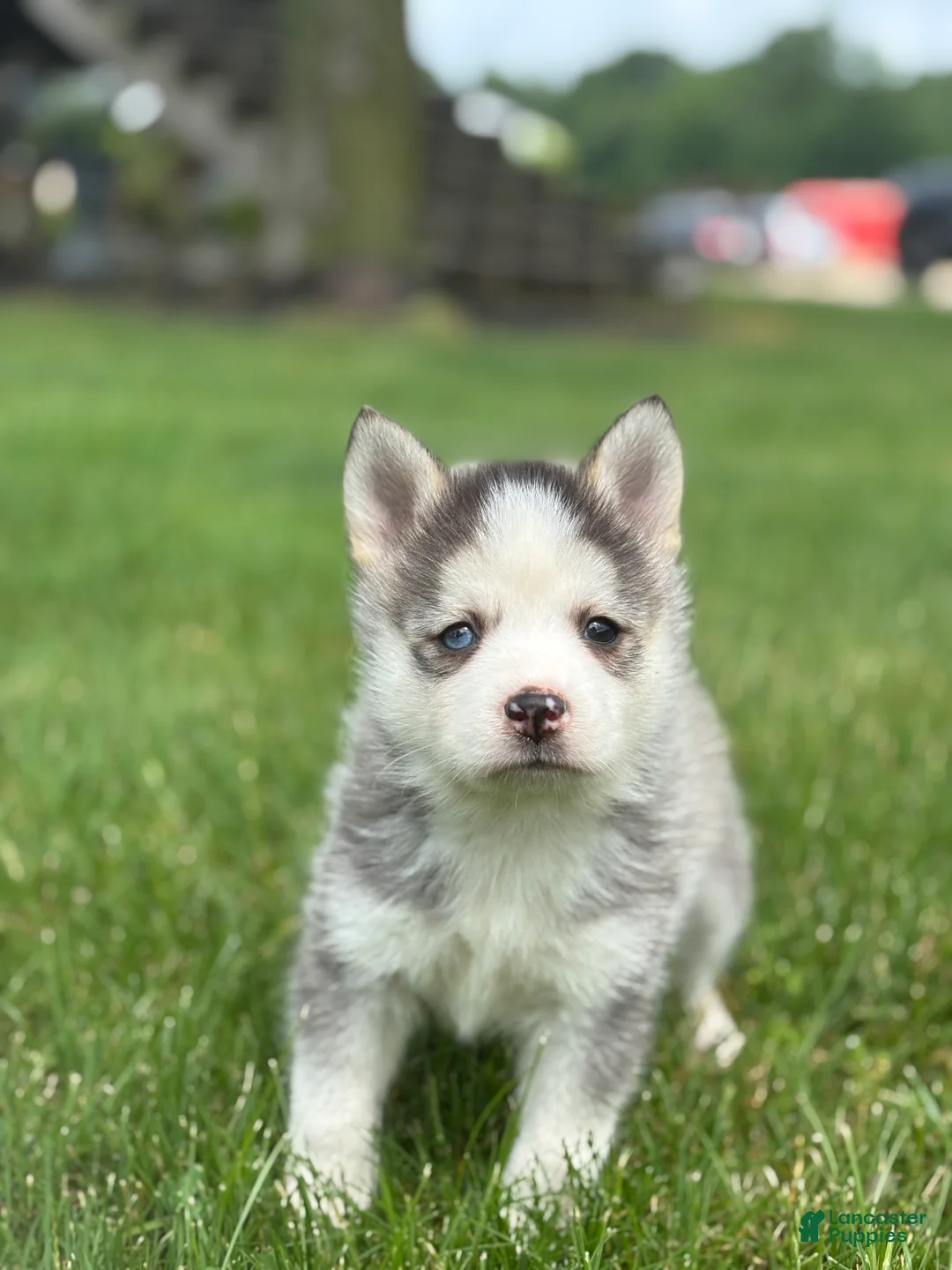 Pomsky dogs for sale: Saint - Ad 2