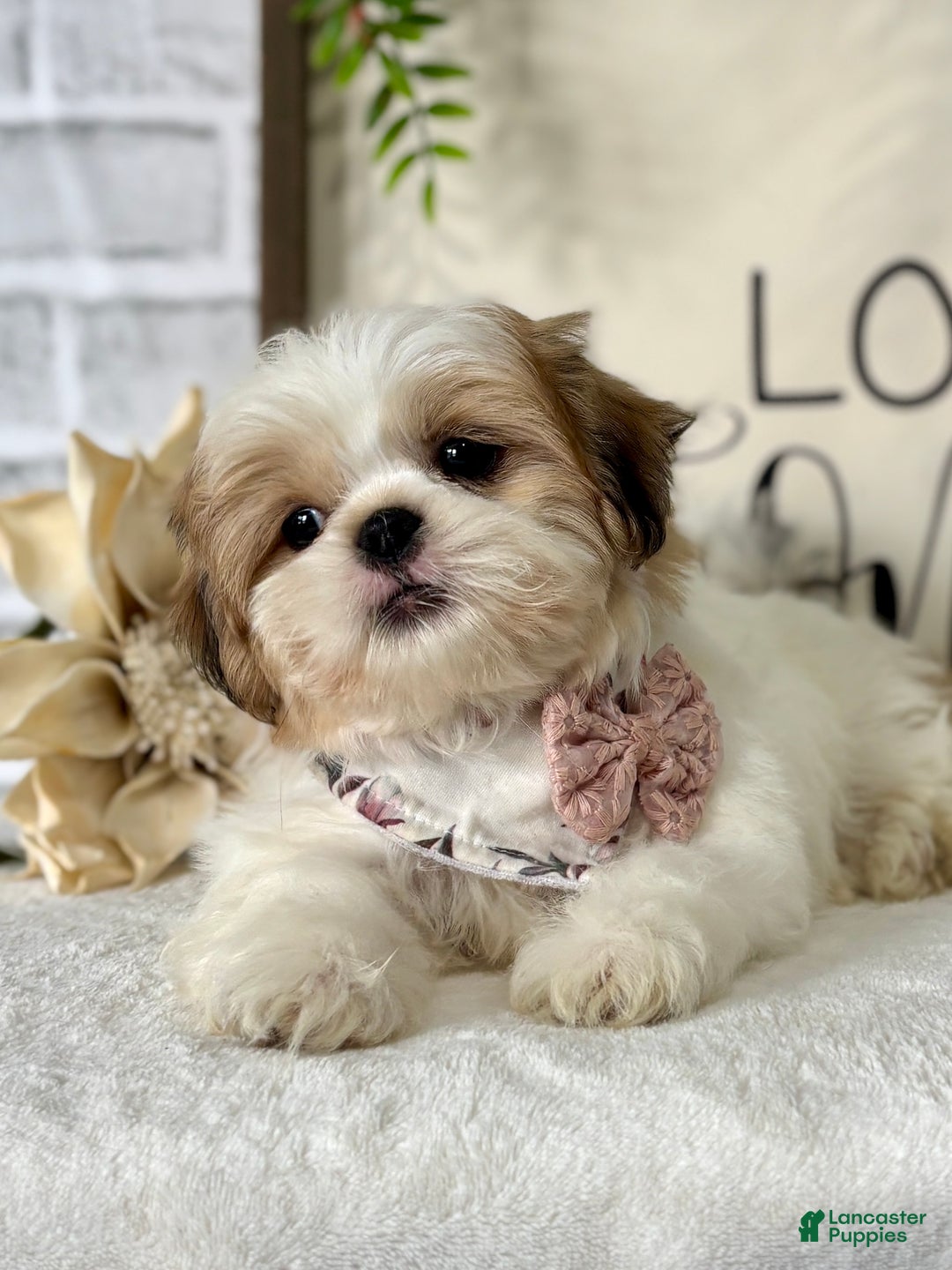 Shih Tzu dogs for sale: Bonita - Ad 4