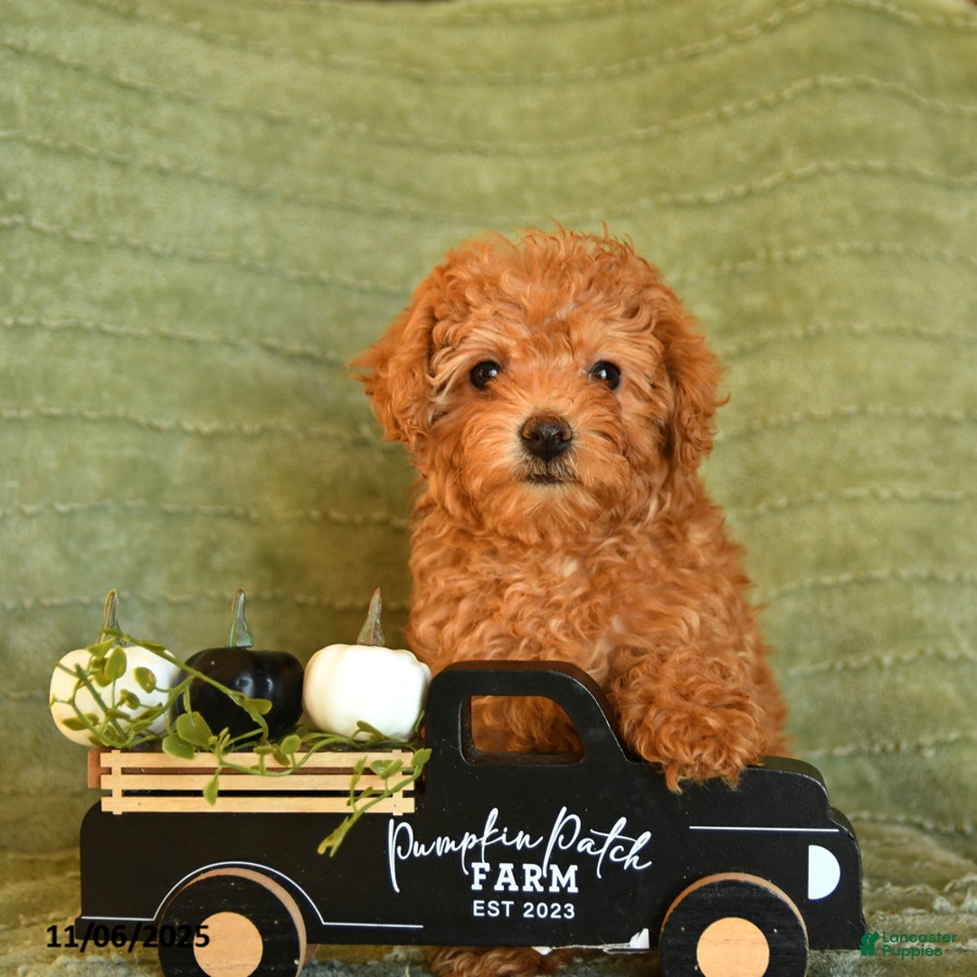 Maltipoo dogs for sale: Belle - Ad 2