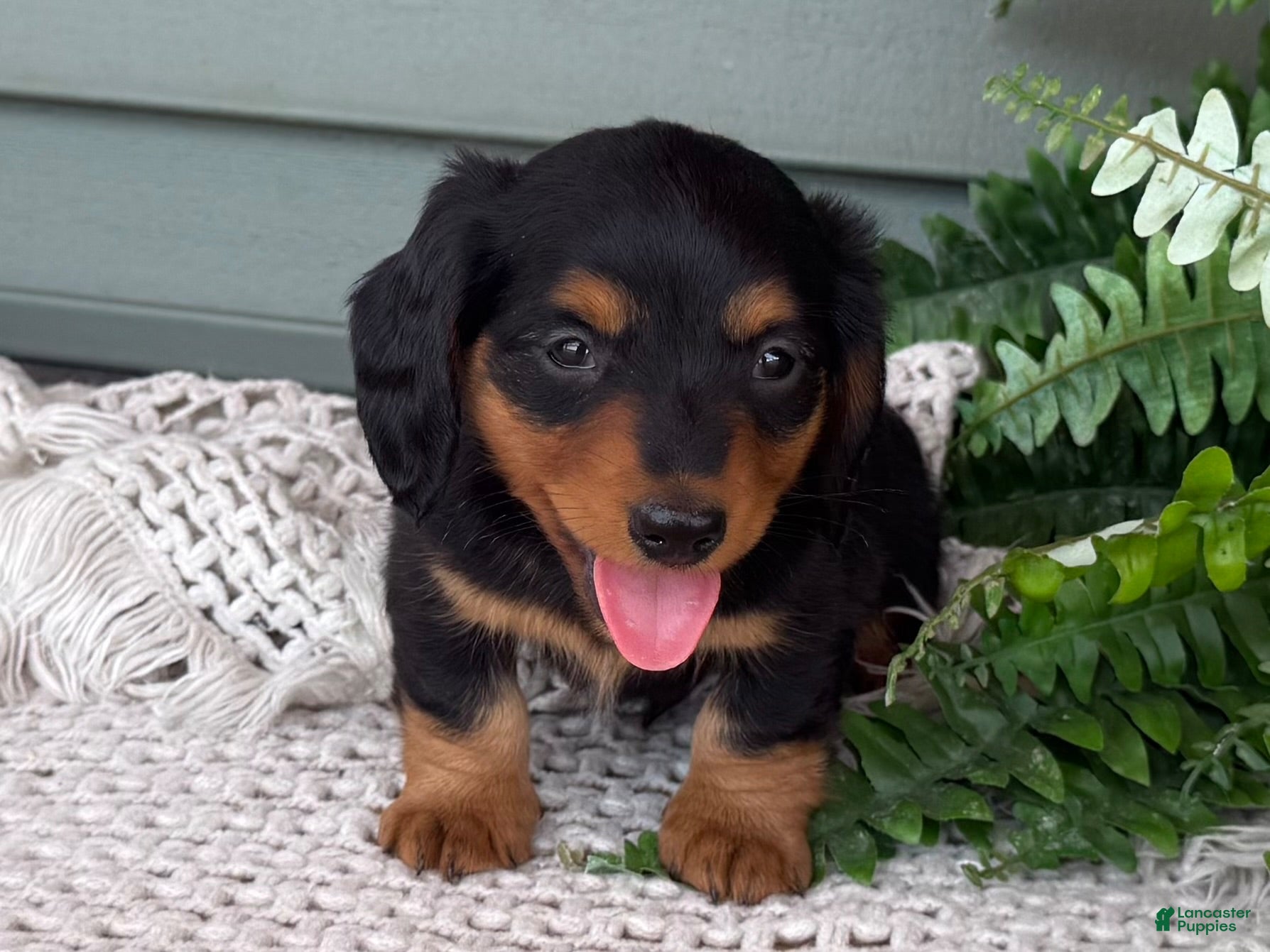 Miniature Dachshund dogs Lee - Ad 1
