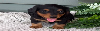 Lee