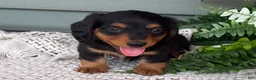 Miniature Dachshund dogs for sale: Lee - Ad 1