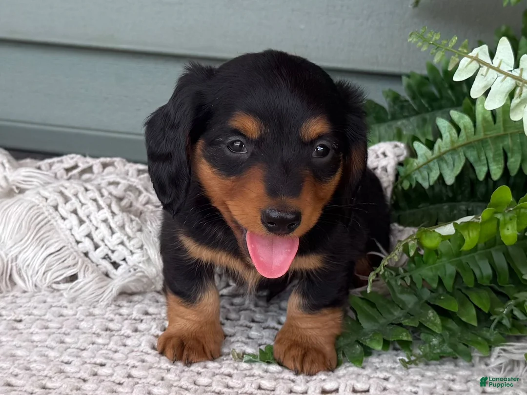 Miniature Dachshund dogs for sale: Lee - Ad 1