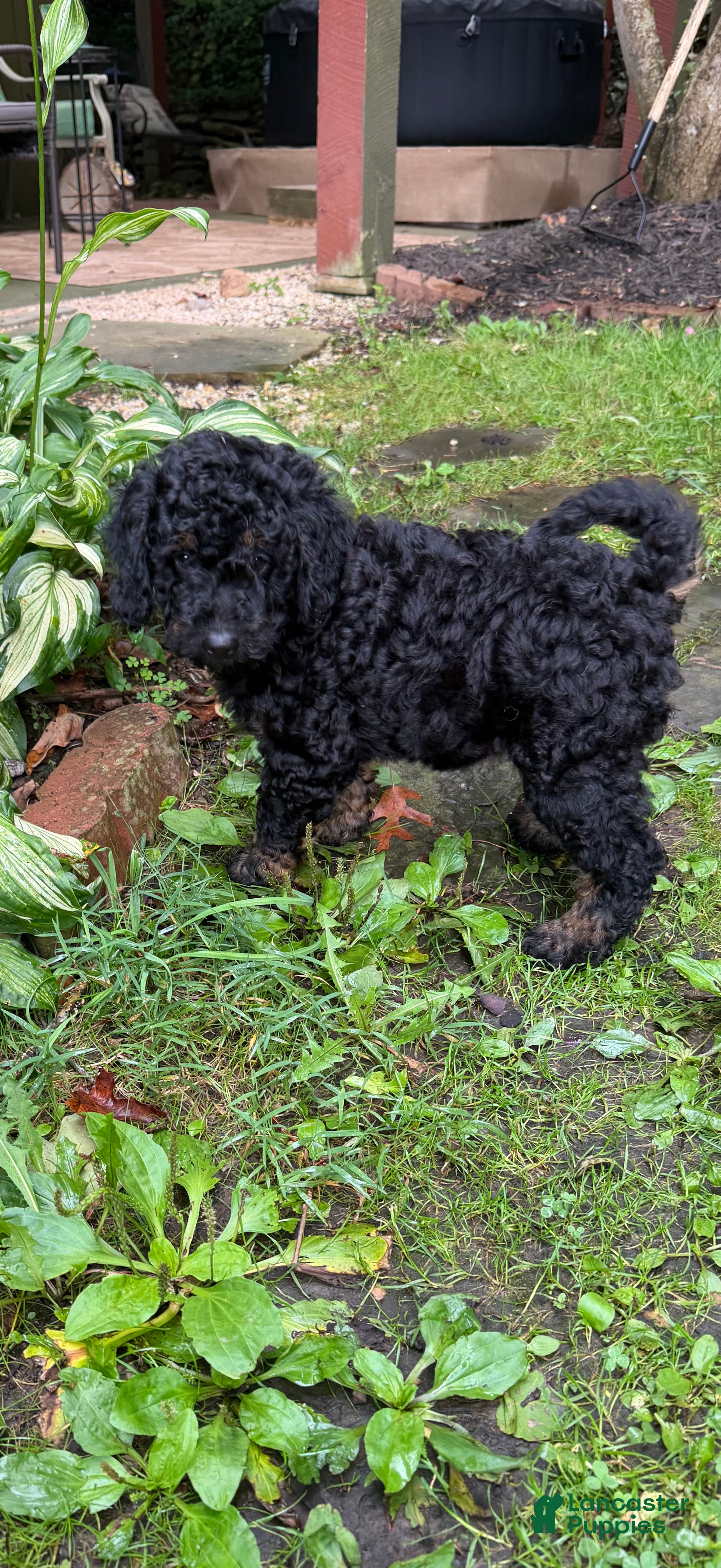 Aussiedoodle dogs Cirie - Ad 1