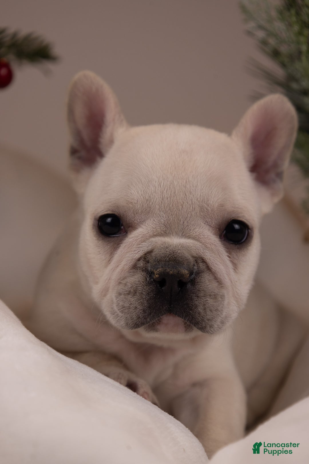 French Bulldog dogs for sale: Bluey - Ad 27