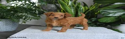 Mini Goldendoodle dogs for sale: Bella   - Ad 2