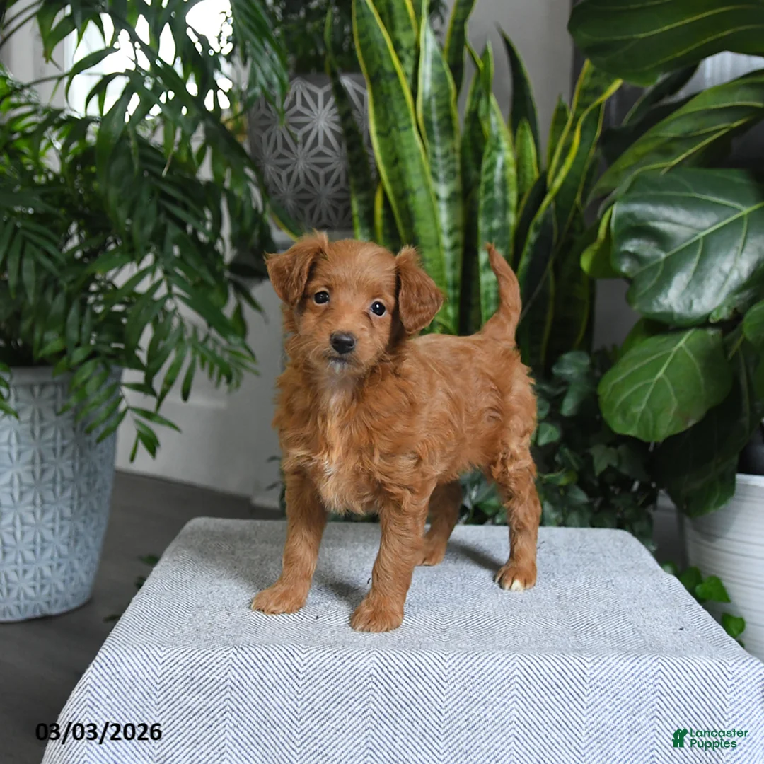 Mini Goldendoodle dogs for sale: Bella   - Ad 2