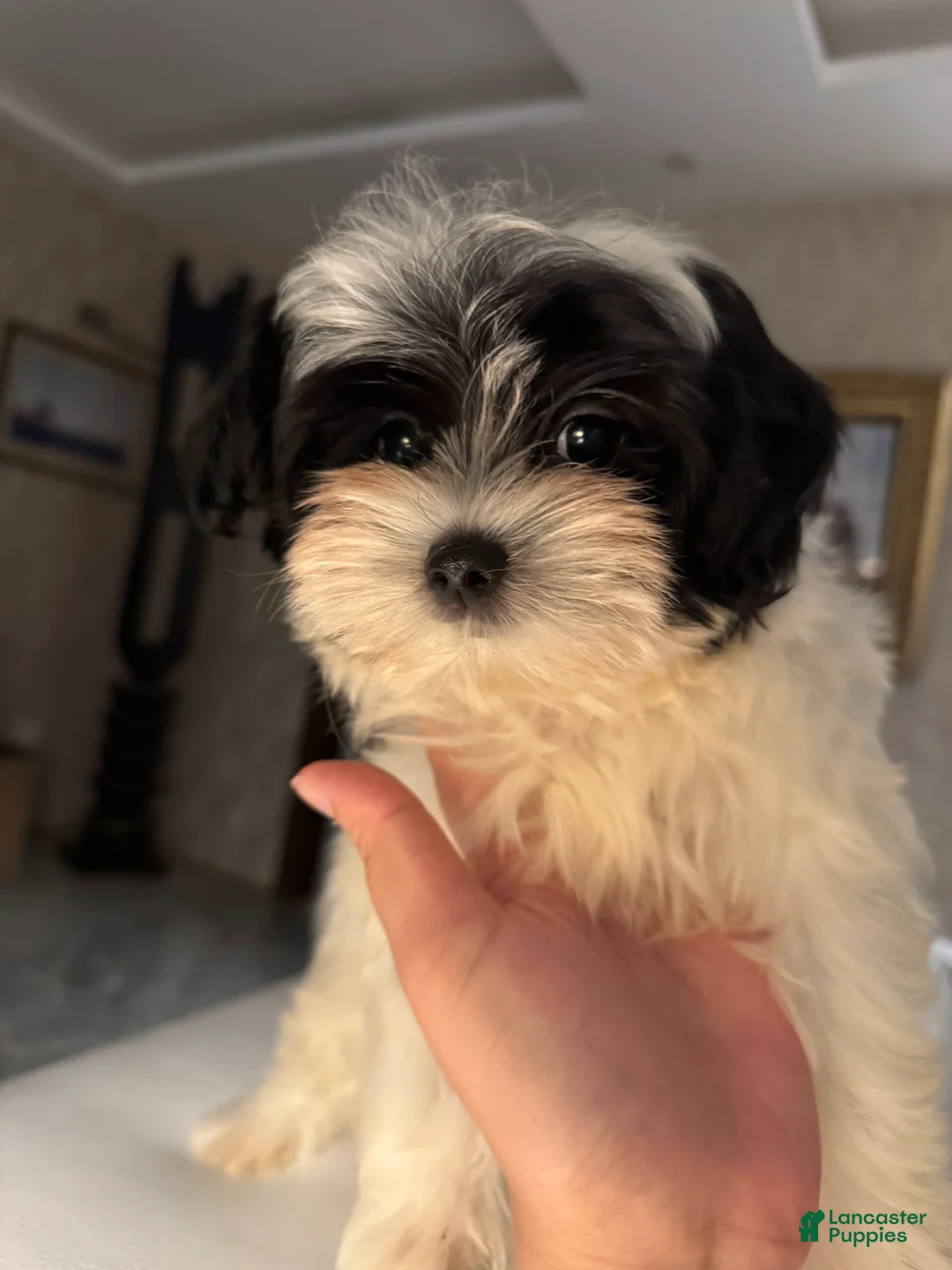 Morkie dogs for sale: Arlo - Ad 3