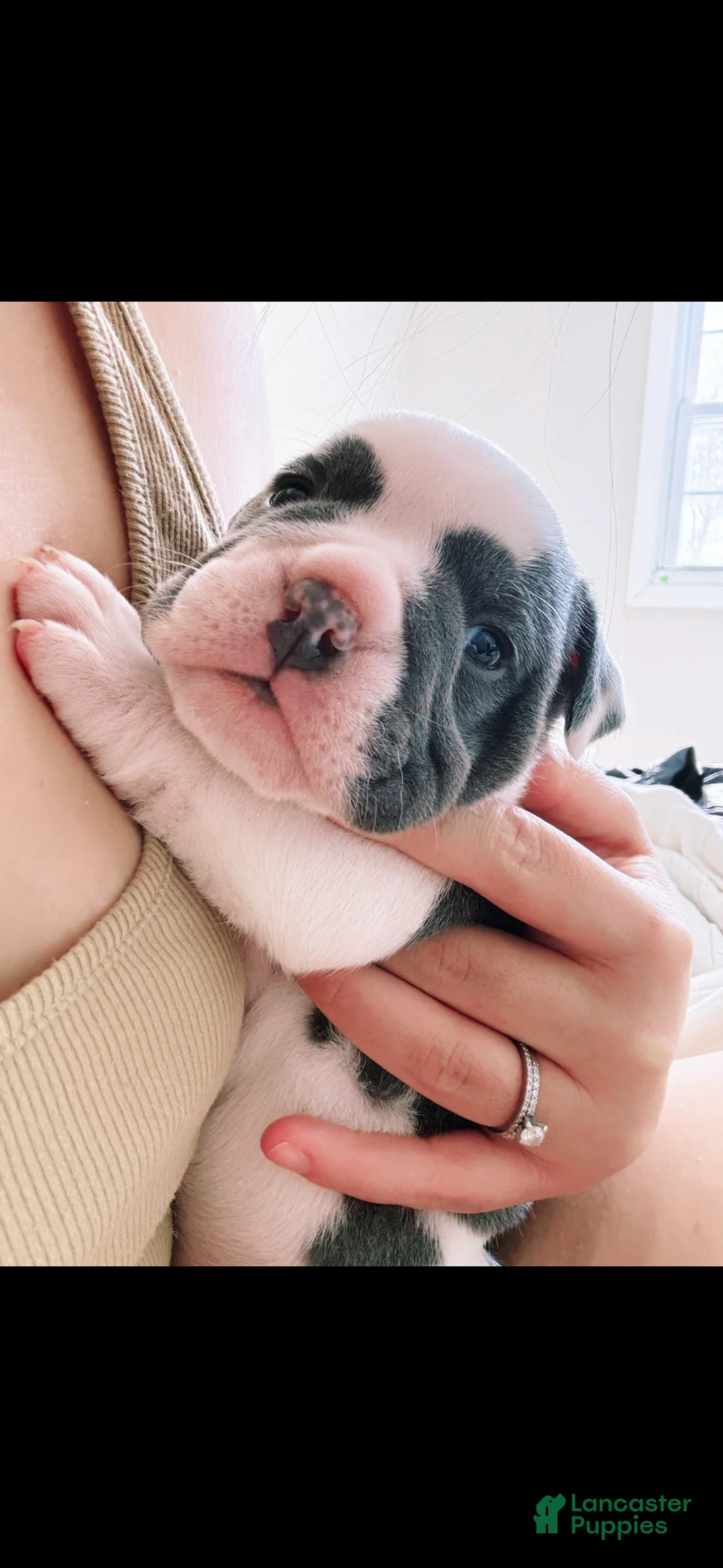 English Bulldog dogs for sale: Blue pied female Old English Bulldog - Ad 12