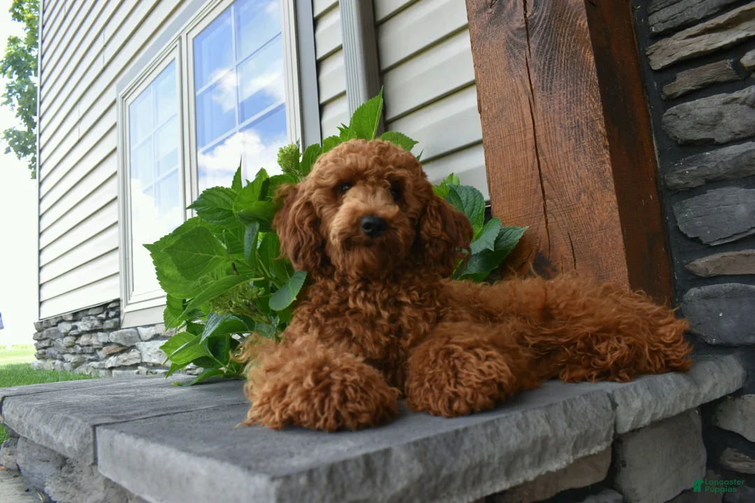 Cavapoo dogs for sale: Lucy  - Ad 6