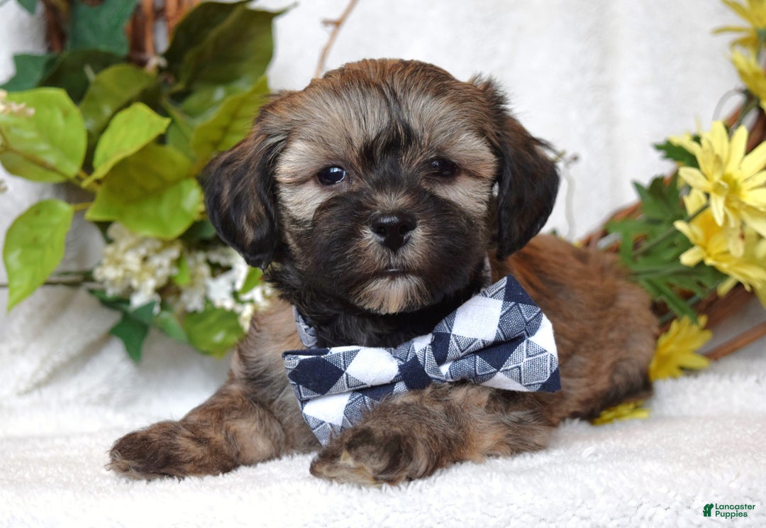 Teddy Bear dogs for sale: Bandit - Ad 2