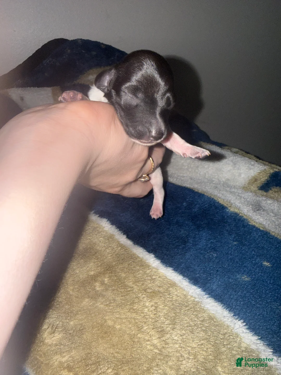 Miniature Dachshund dogs for sale: Miniature Dachshund 4 - Ad 2
