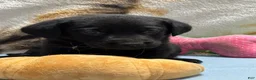 Labrador Retriever dogs for sale: Bella - Ad 52