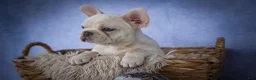 French Bulldog dogs for sale: Tansy🌸 - Ad 11