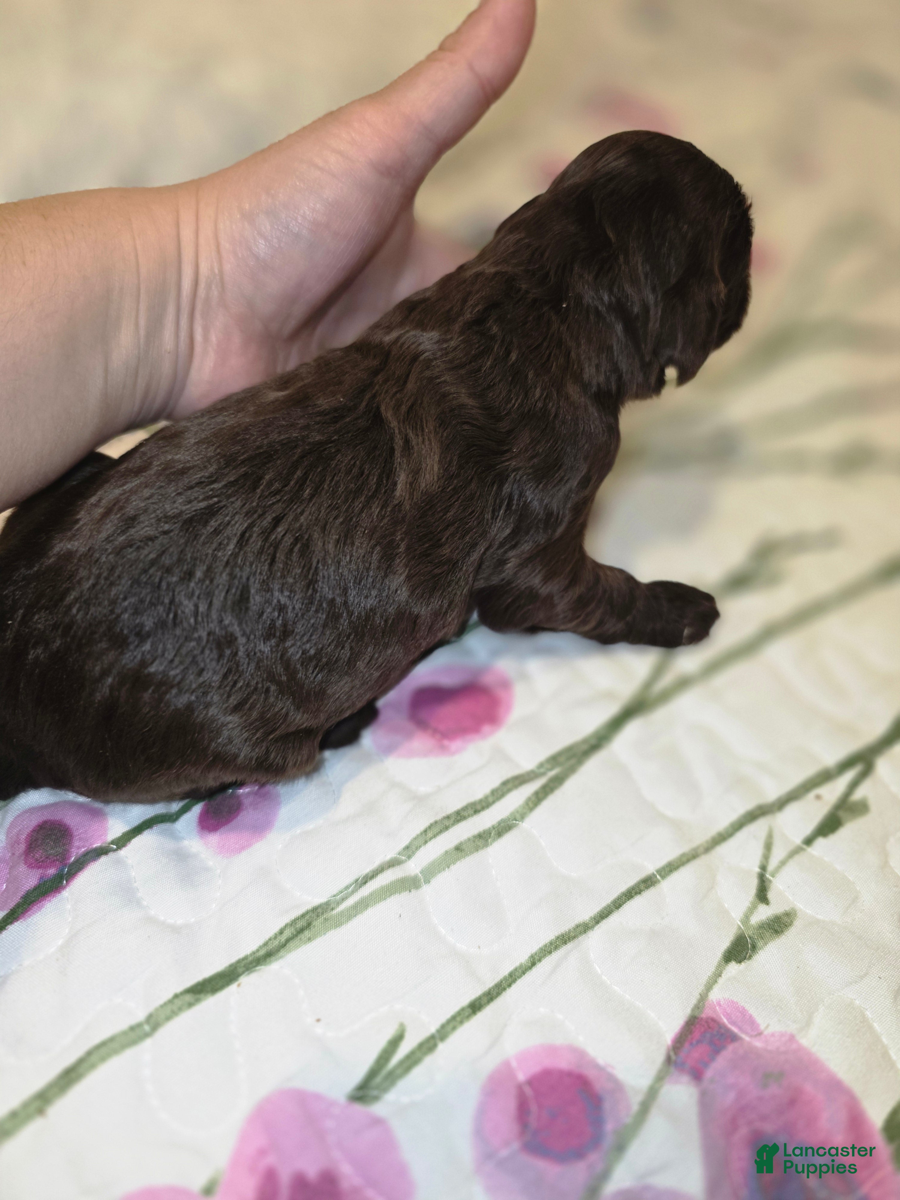 Sheepadoodle dogs Mocha - Ad 7