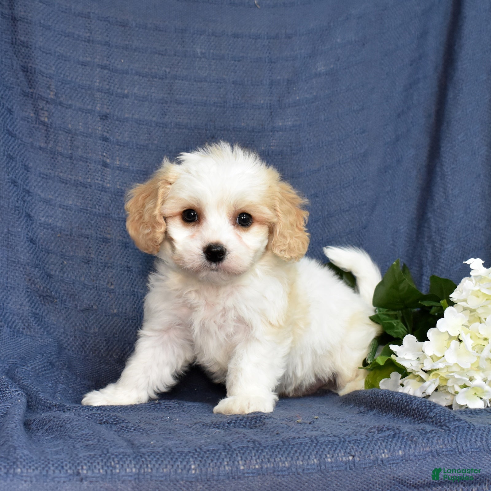Cavachon dogs Sonny - Ad 1