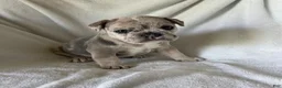 French Bulldog dogs for sale: Yuki - FEMALE - Ad 2