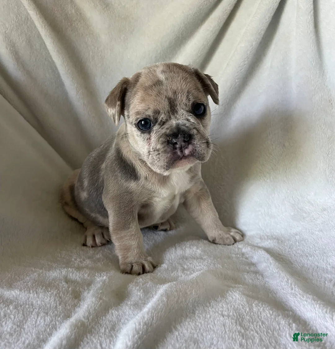French Bulldog dogs for sale: Yuki - FEMALE - Ad 2