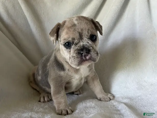 French Bulldog dogs for sale: Yuki - FEMALE - Ad 2