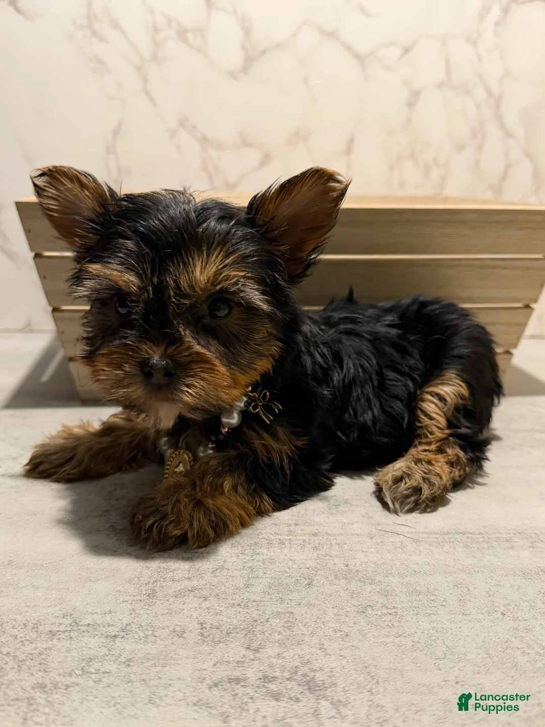 Yorkshire Terrier dogs for sale: Teacup kamilla - Ad 2