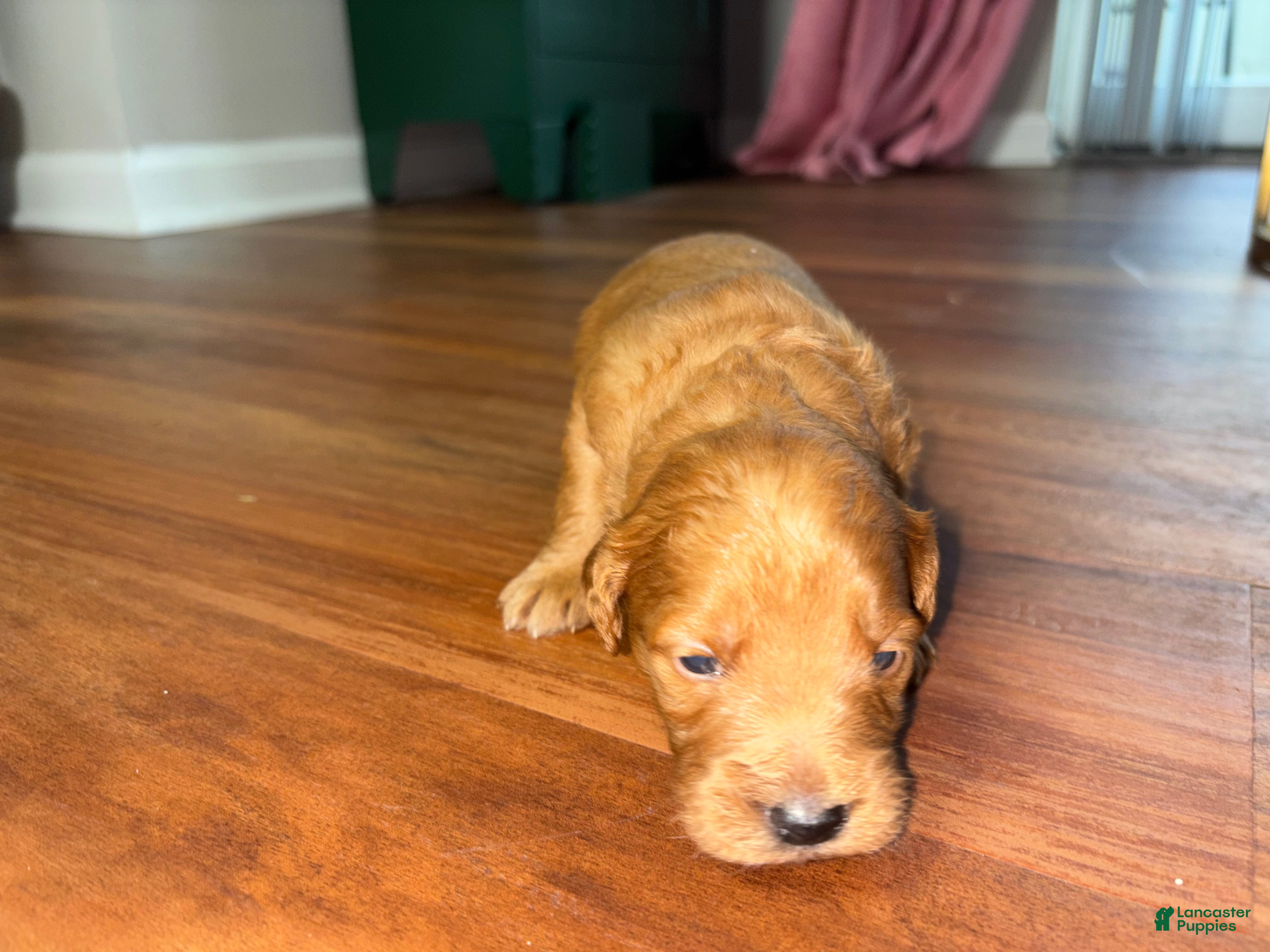Mini Goldendoodle dogs for sale: Ruby  - Ad 2