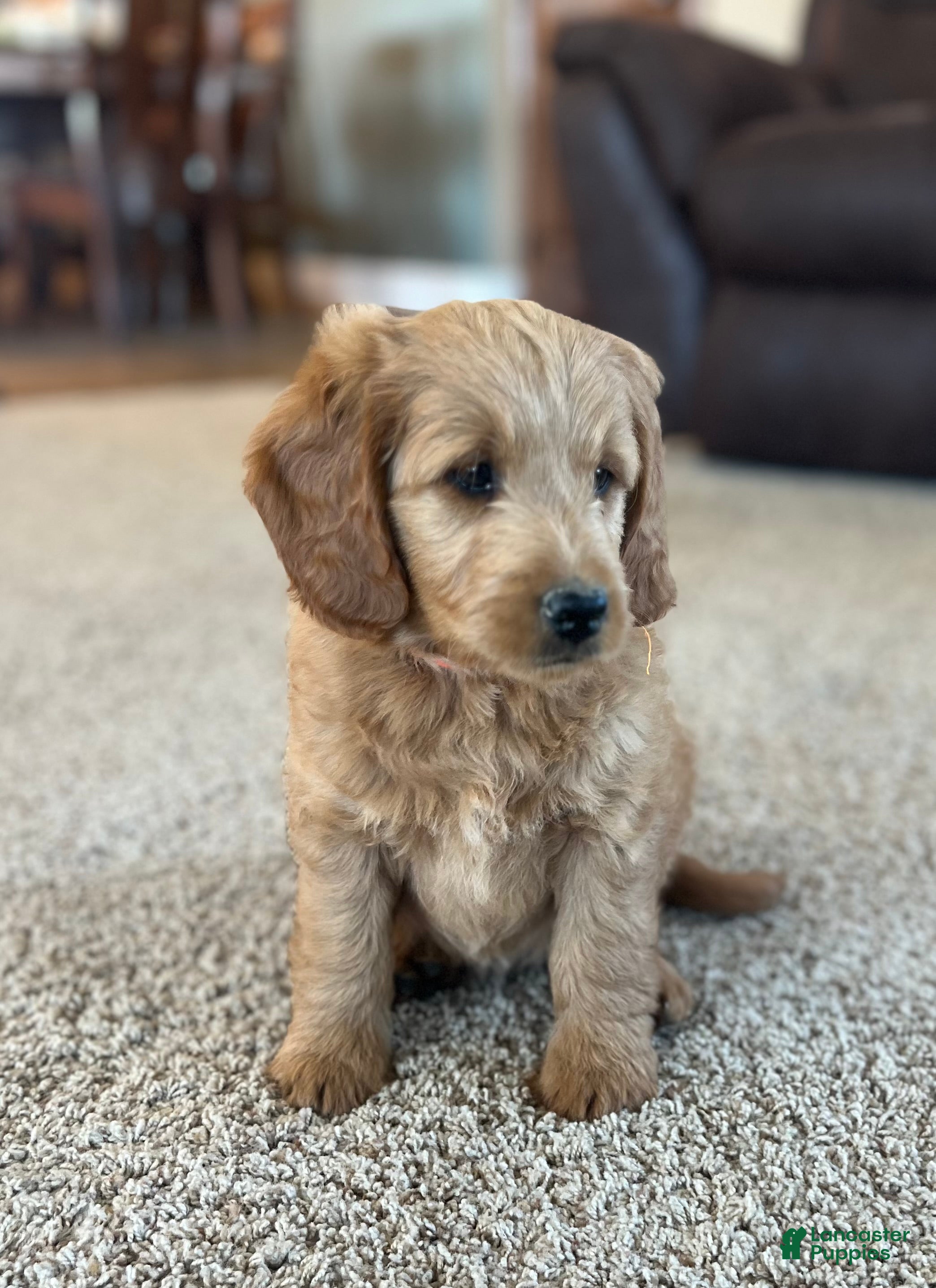 Mini Goldendoodle dogs for sale: Rusty - Ad 2