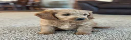 Mini Goldendoodle dogs for sale: Rusty - Ad 2