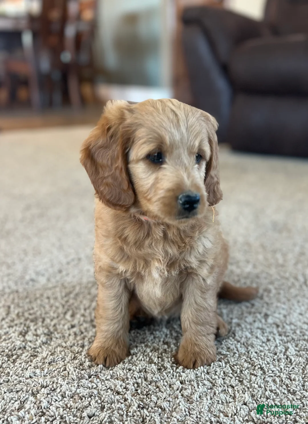 Mini Goldendoodle dogs for sale: Rusty - Ad 2