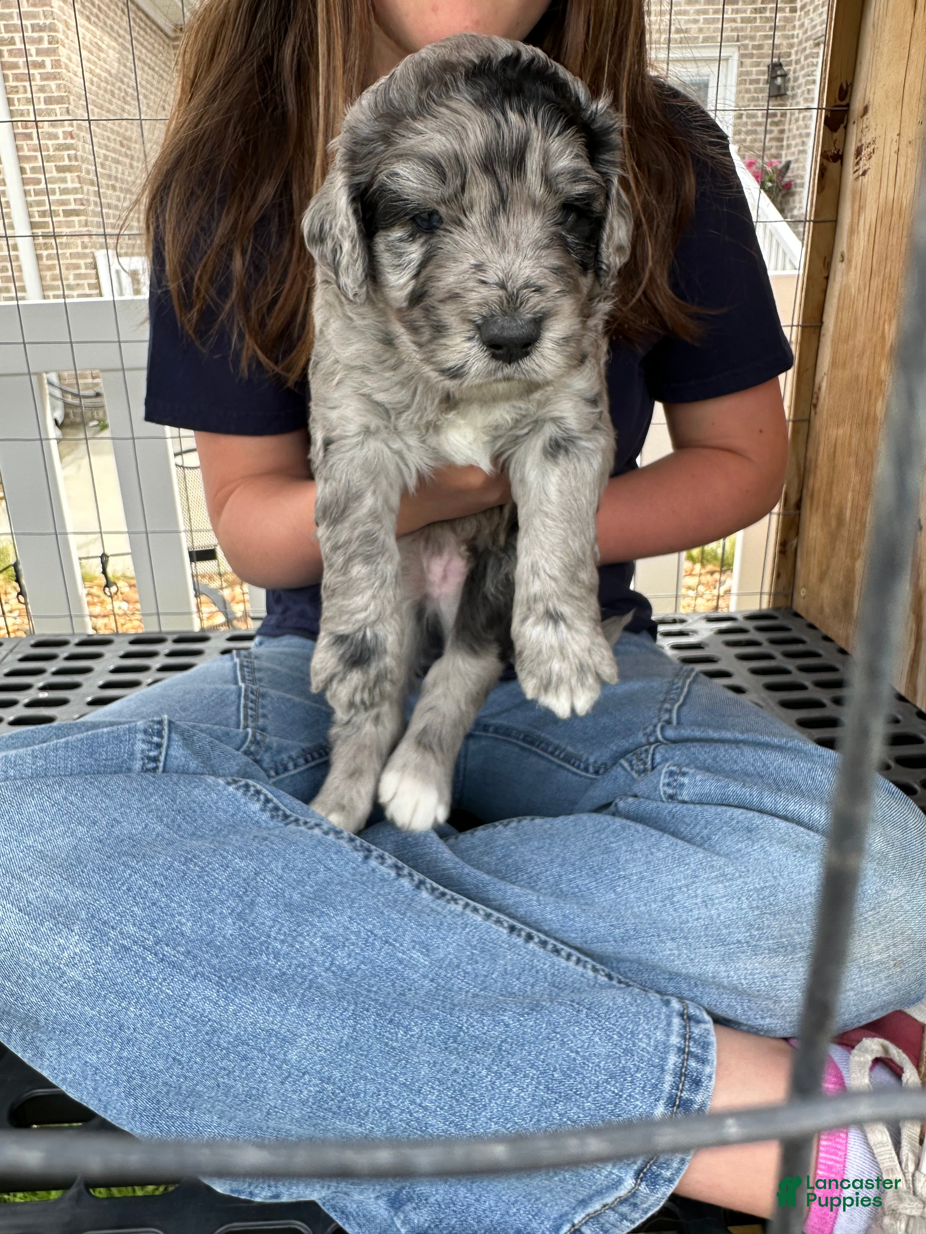 Aussiedoodle dogs Aussiedoodle Puppy 4 - Ad 6