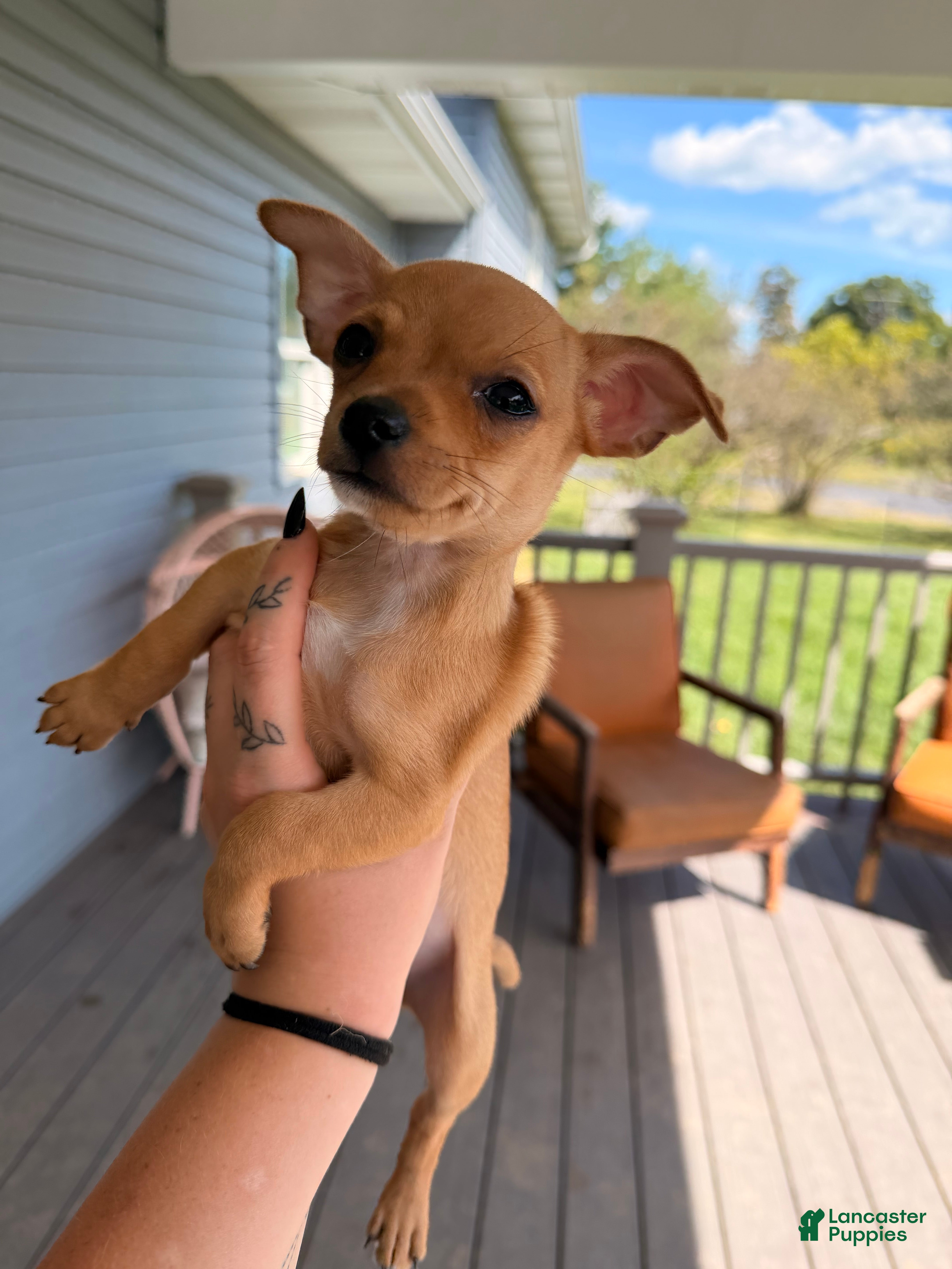 Chihuahua dogs Niko - Ad 2