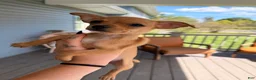 Chihuahua dogs for sale: Niko - Ad 2