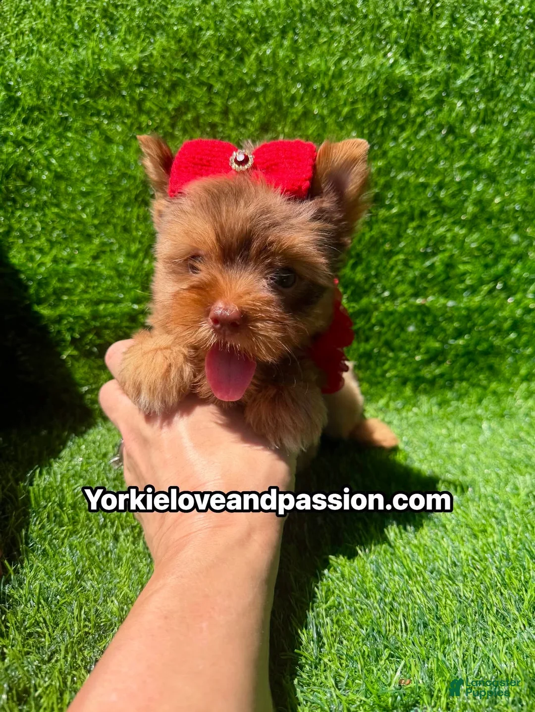 Yorkshire Terrier dogs for sale: Red chocolate Merle female  - Ad 2