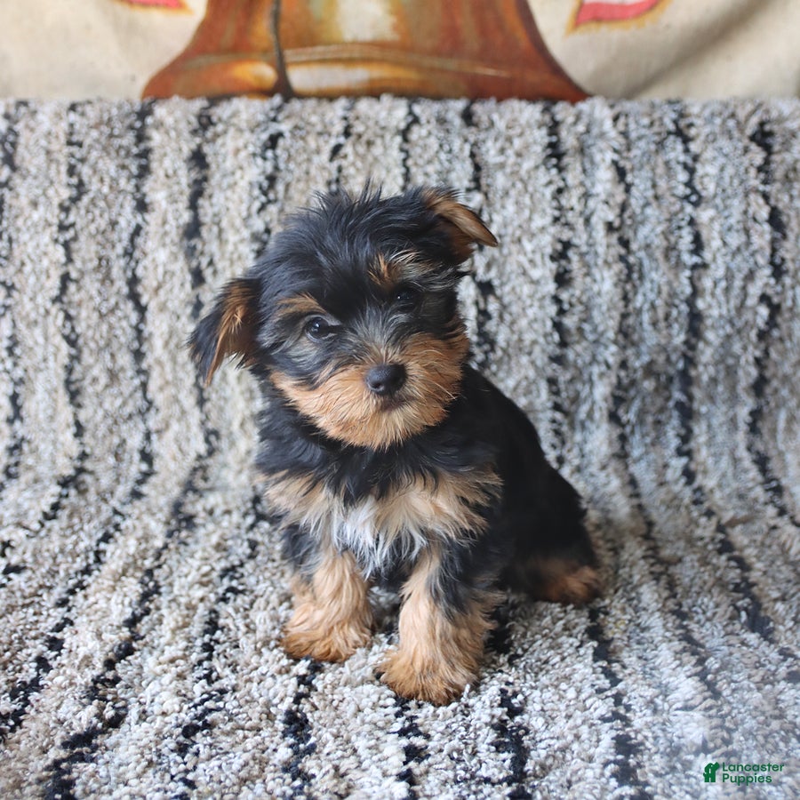 Yorkshire Terrier dogs Percy - Ad 2