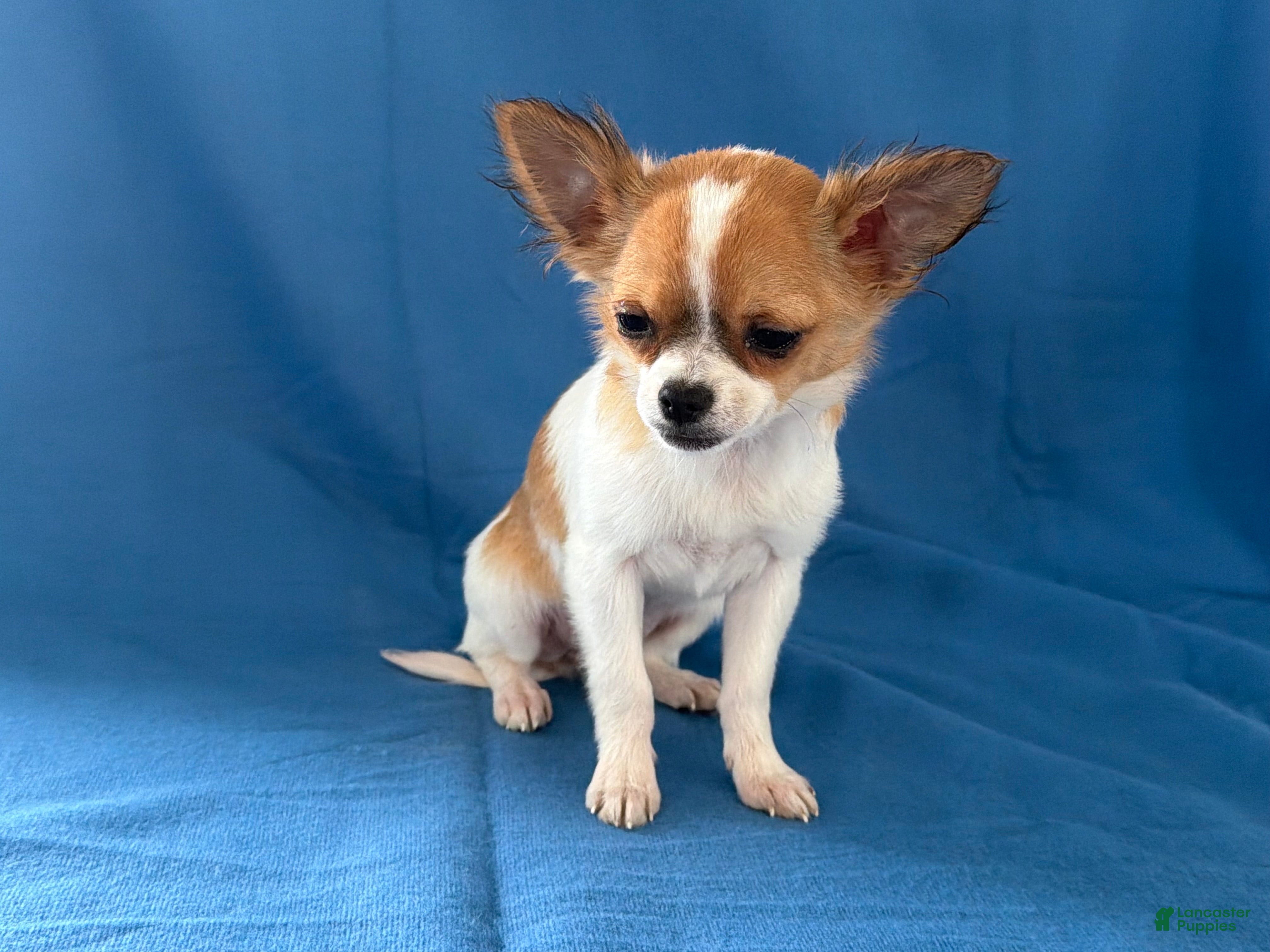 Chihuahua dogs Sweetpea - Ad 1