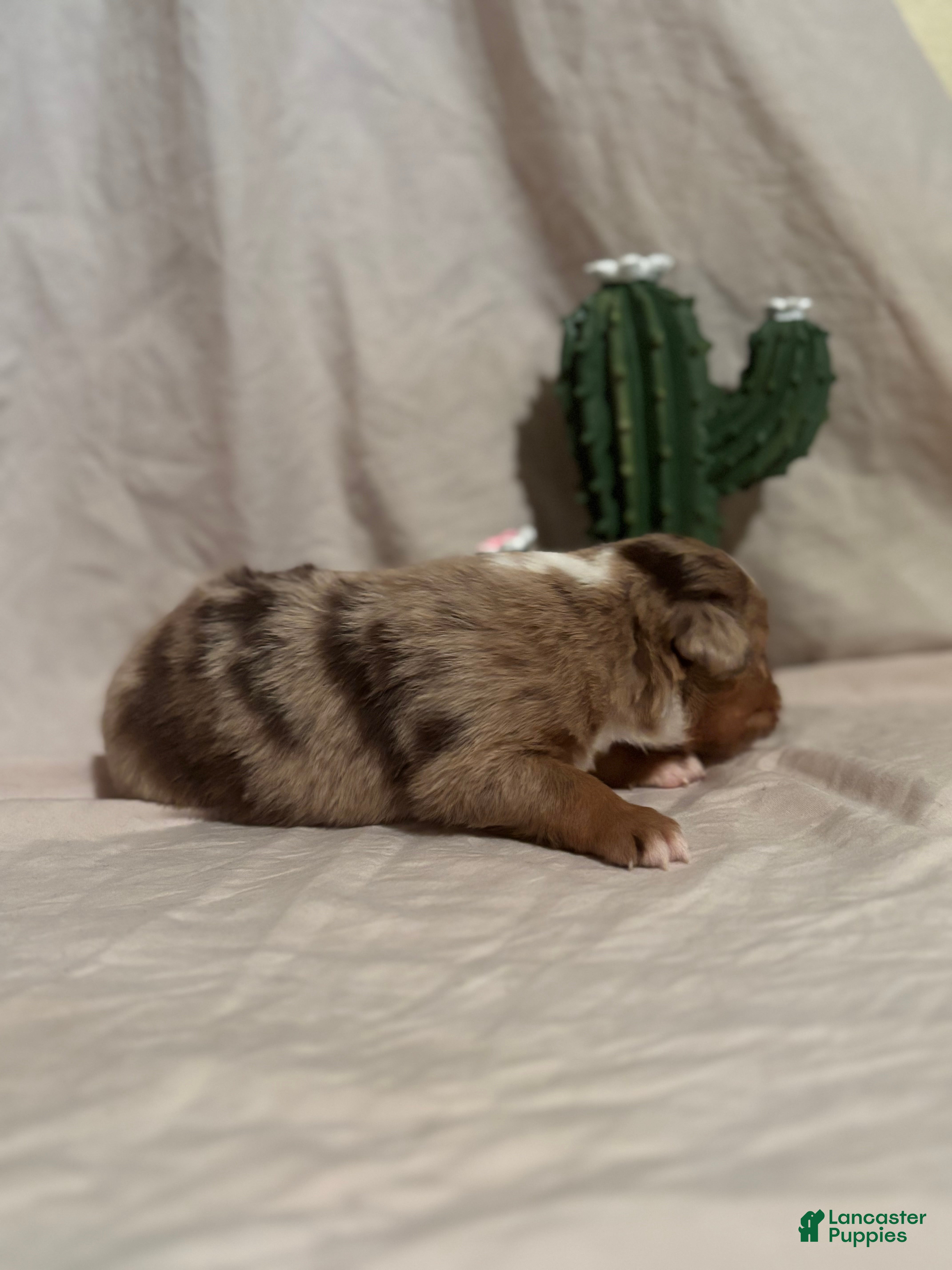 Toy Australian Shepherd dogs Wrangler - Ad 2