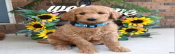 Goldendoodle dogs for sale: Rudy - Ad 3