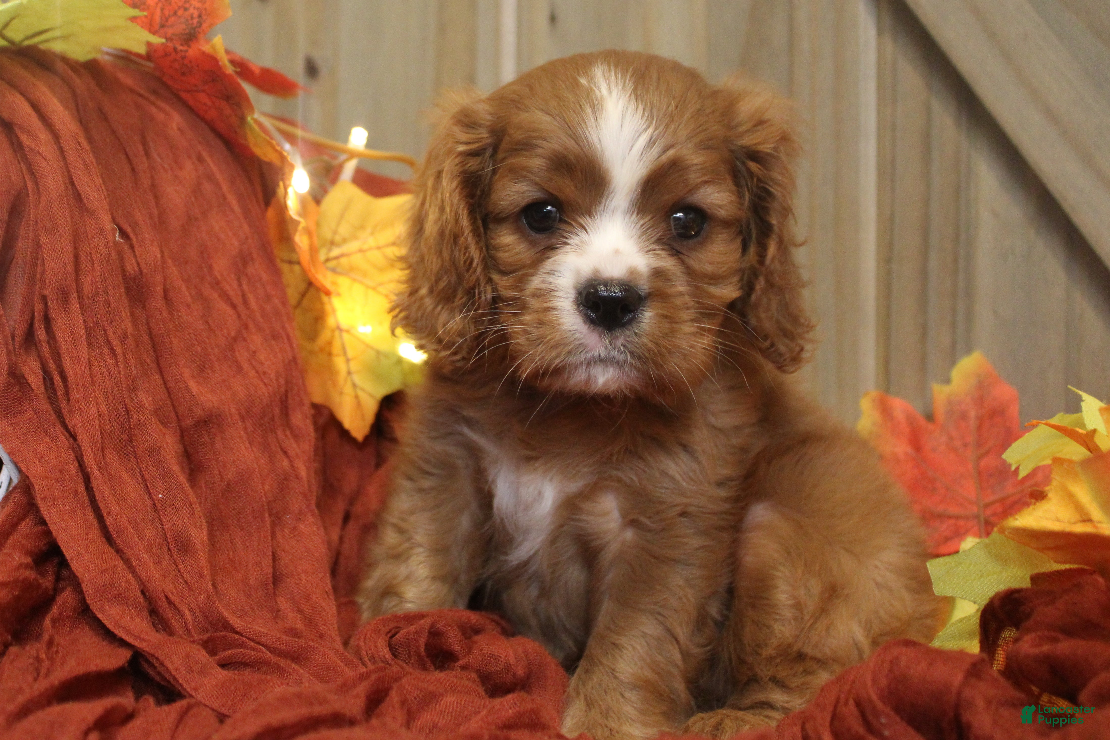 Cavalier King Charles Spaniel dogs for sale: Cavalier King Charles Spaniel 3 - Ad 1