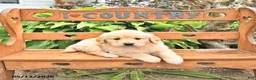 Golden Retriever dogs for sale: Denver - Ad 3