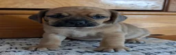 Puggle dogs for sale: Kobe  - Ad 1