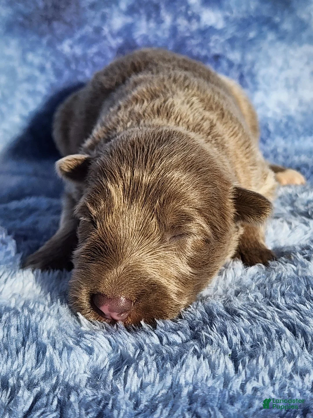 German Shepherd dogs for sale: German Shepherd 3 - Ad 5
