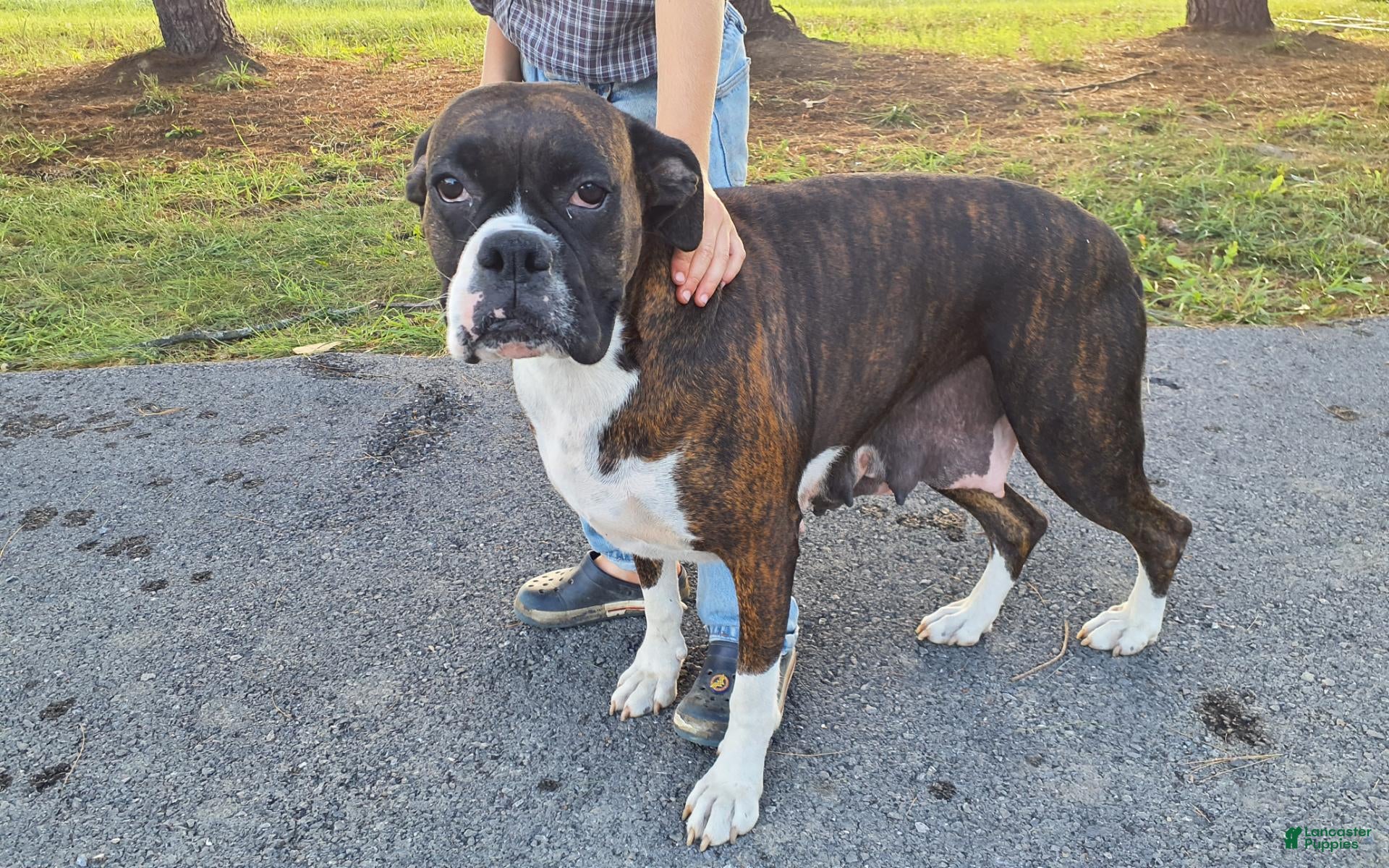 Boxer dogs Balto AKC - Ad 2