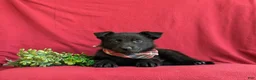 German Shepherd dogs for sale: Maxwell - Ad 5