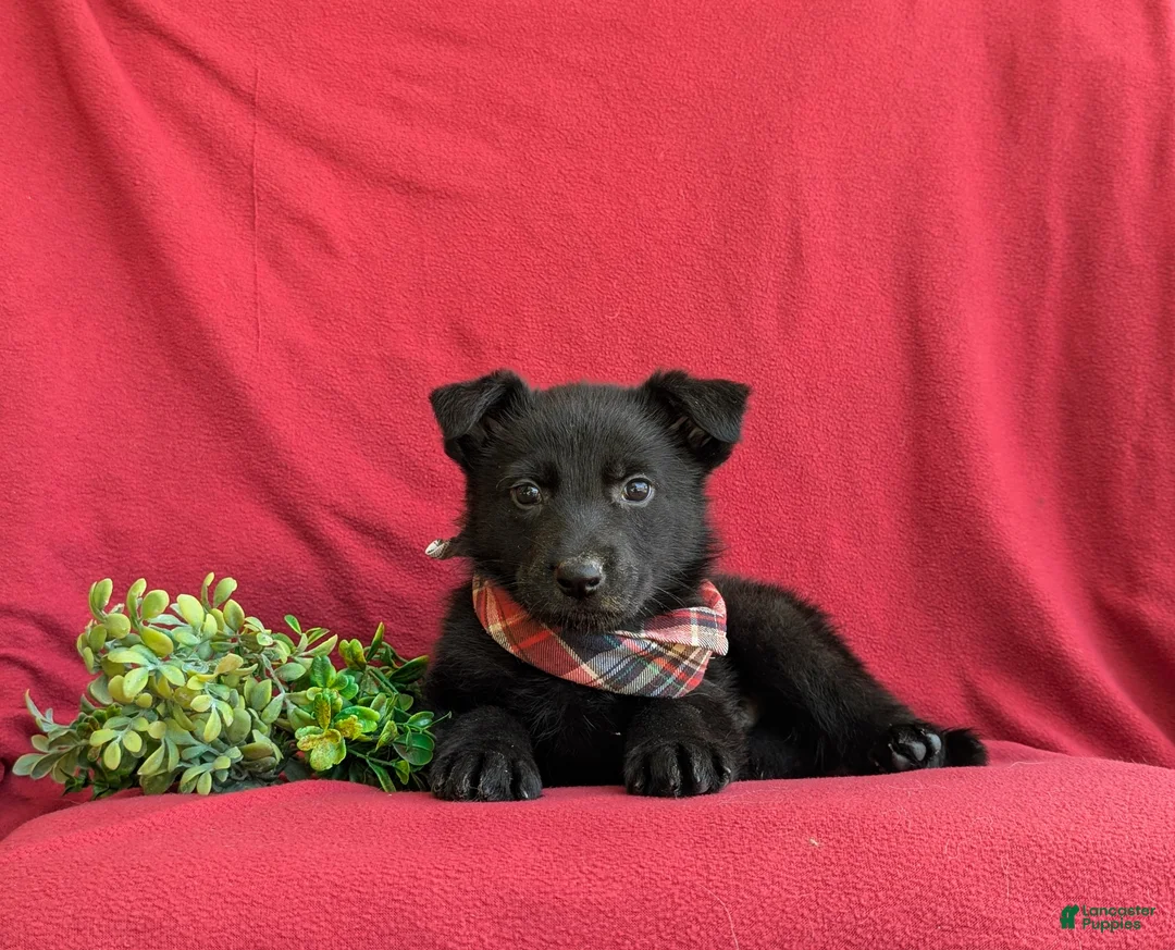 German Shepherd dogs for sale: Maxwell - Ad 5