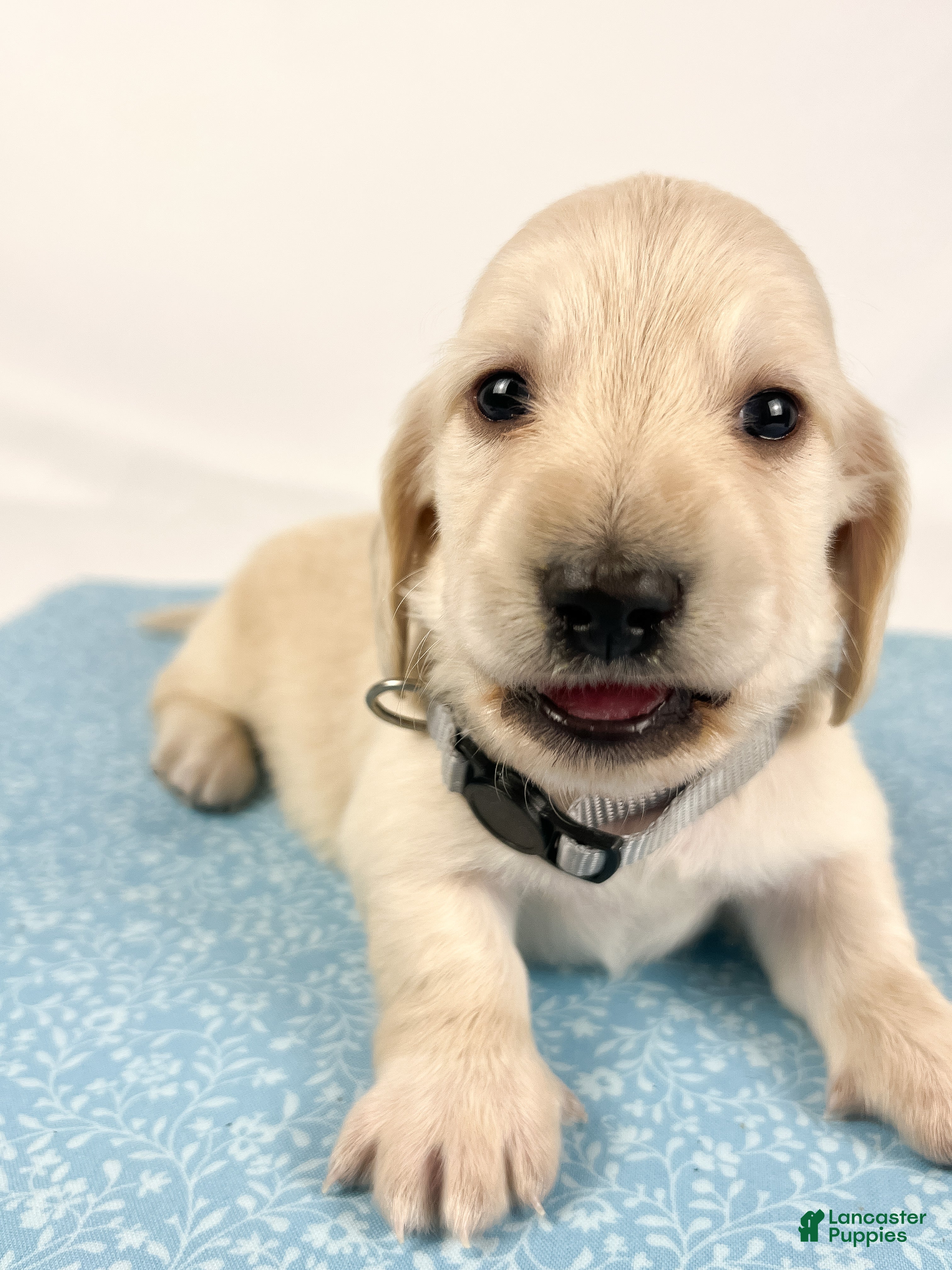 Miniature Dachshund dogs Parmesan - Ad 15