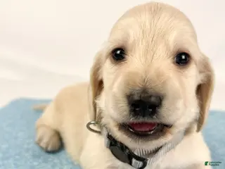 Miniature Dachshund dogs Parmesan - Ad 15