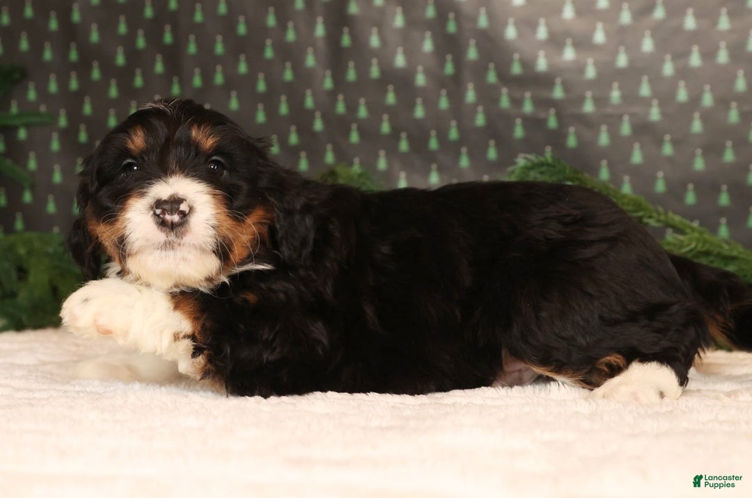 Mini Bernedoodle dogs for sale: Jasper - Ad 4