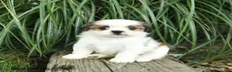 Mixed Breed dogs for sale: Misty  - Ad 3