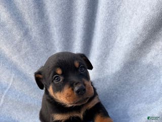 Rottweiler dogs Georgia - Ad 42