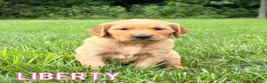 Liberty