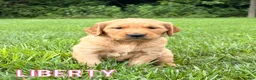 Golden Retriever dogs for sale: Liberty - Ad 1